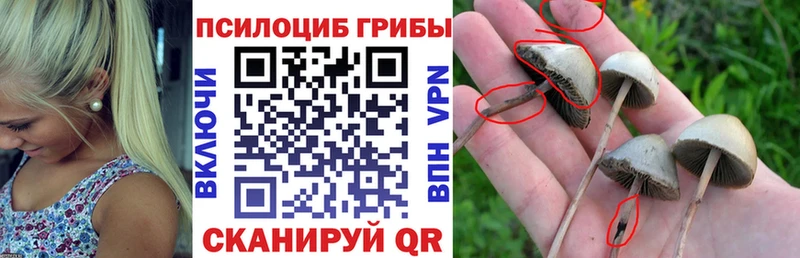 магазин продажи наркотиков  Карабулак  Галлюциногенные грибы мицелий 
